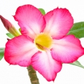 Desert Rose